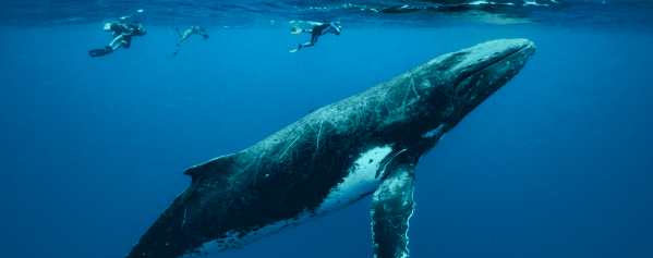 Tonga Whale Season - Humpbacks