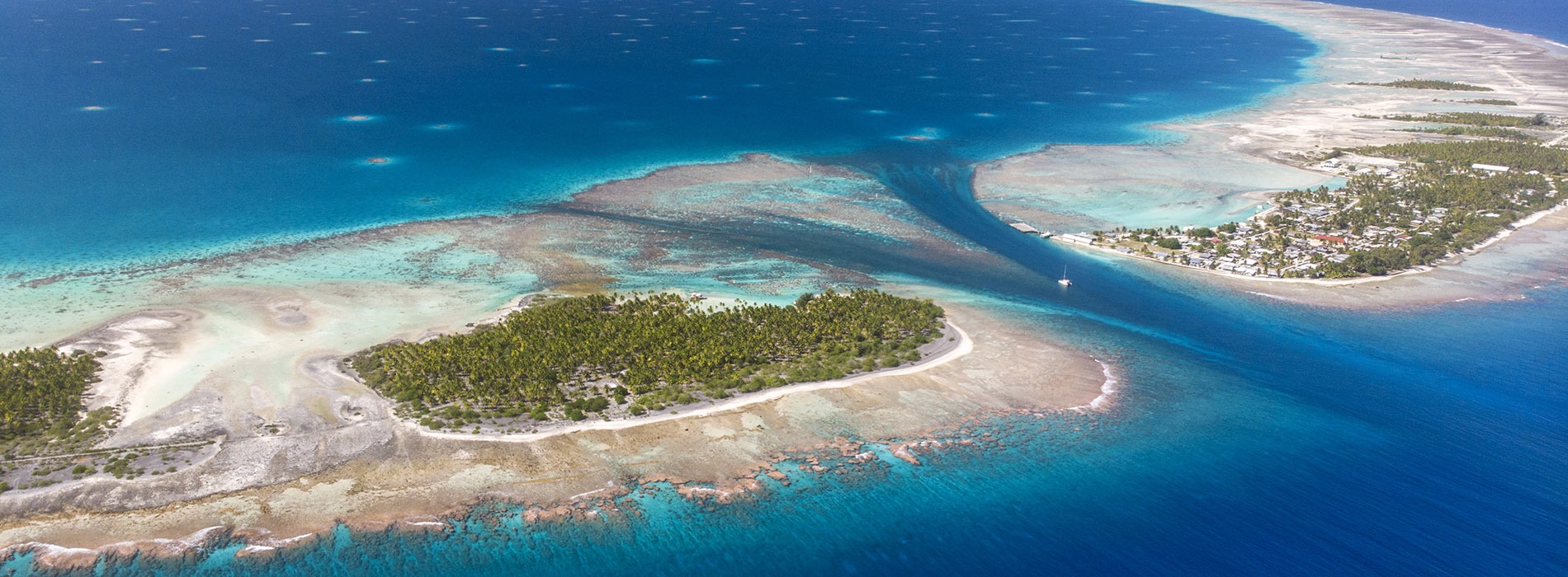 Oats for Sale South Pacific